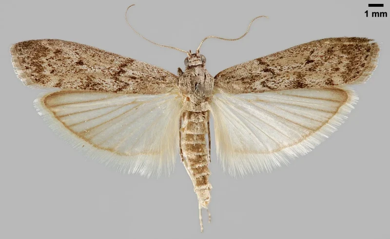 Moth larvae and silken webbing in grain product