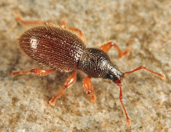 Spider Beetle: The Pantry Pest That Looks Like a Spider