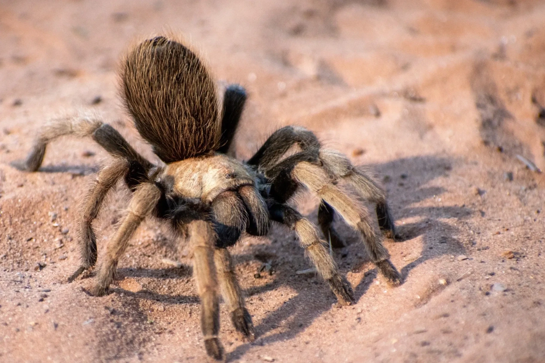 Desert Tarantula