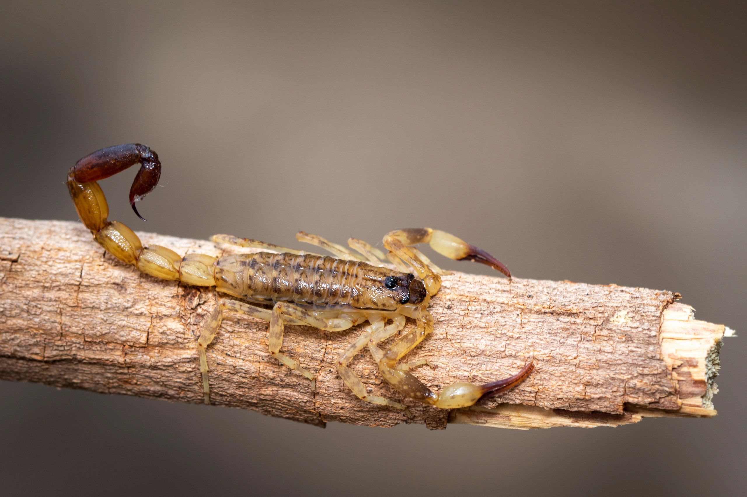 Bark Scorpion Control